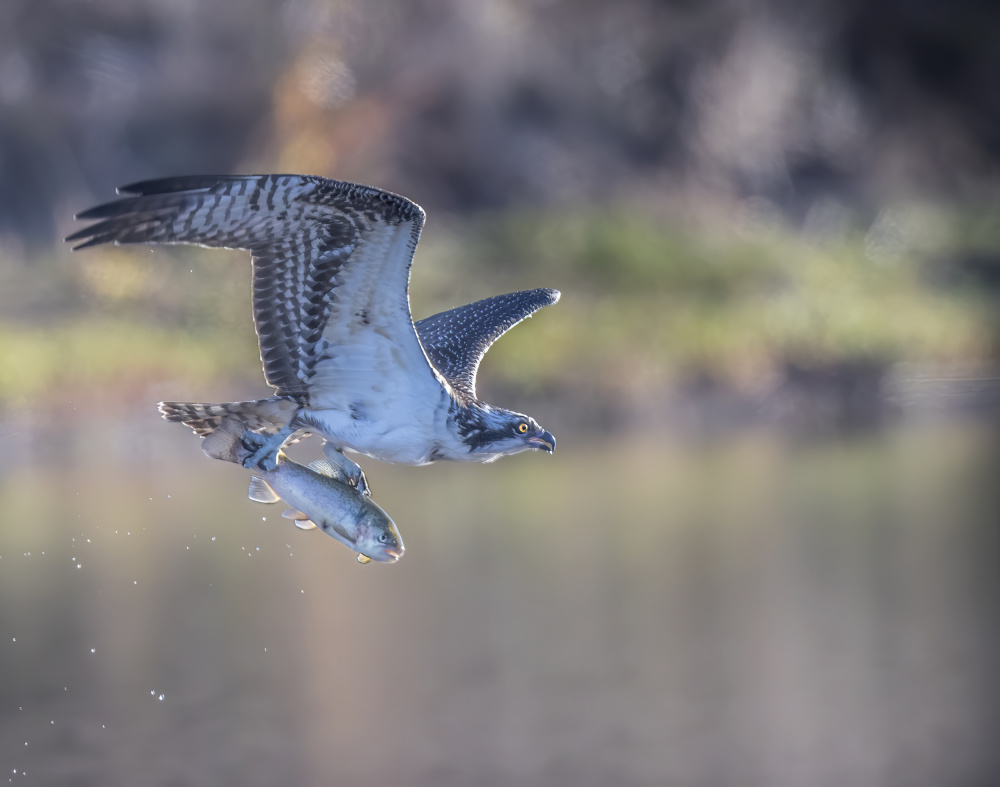 Osprey flying with fish von Judy Tseng