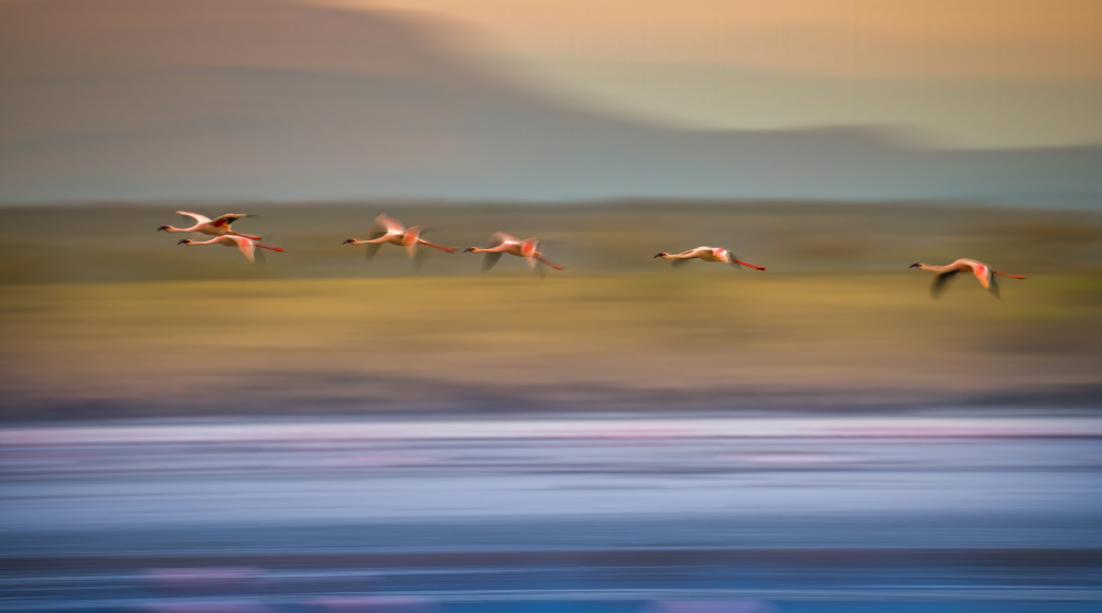 Flamingos in Flight von Judy Tseng