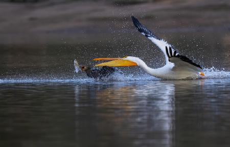 Gimme The Fish!