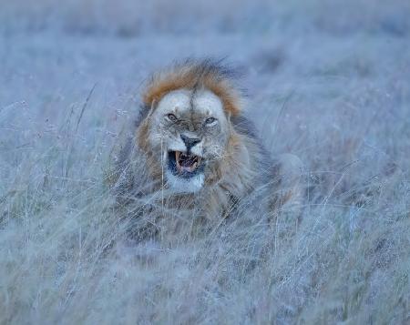 Happy lion