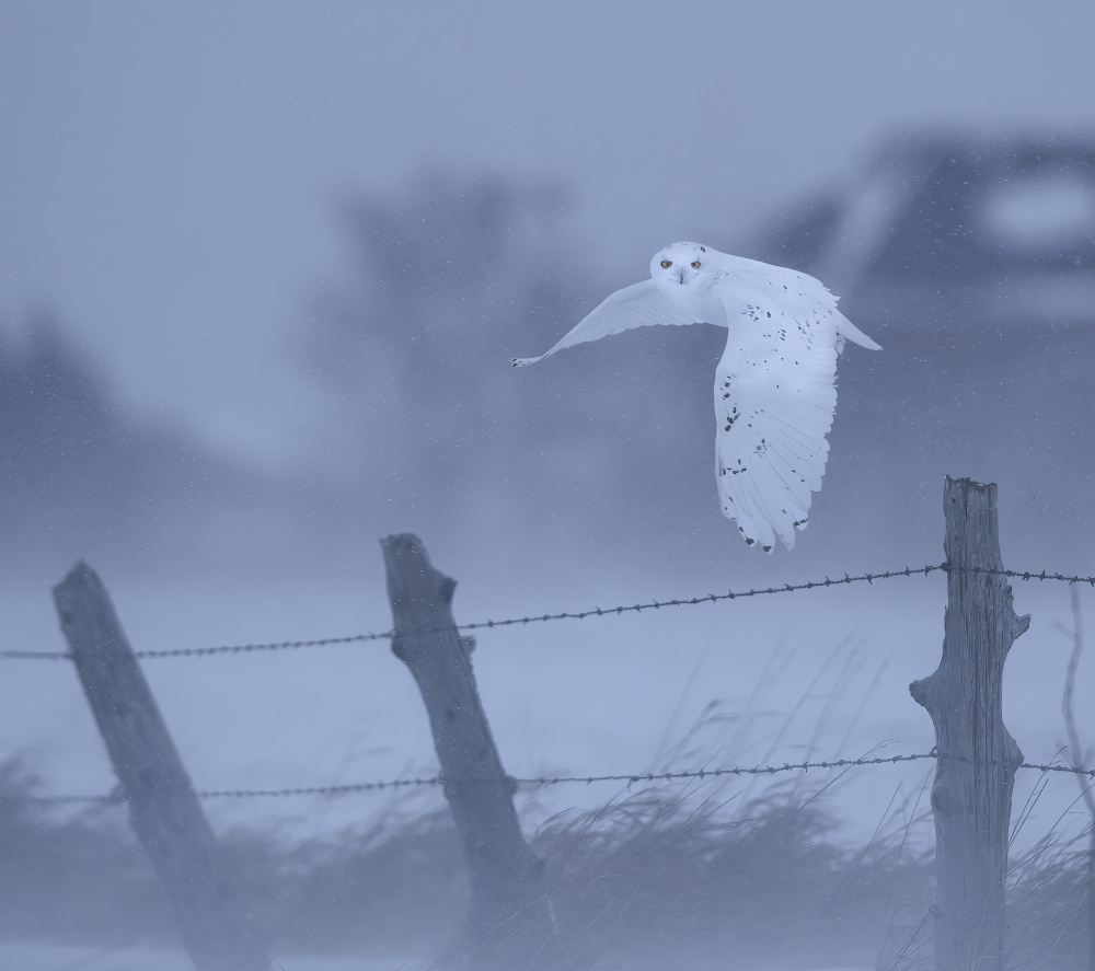 in the snow storm von Judy Tseng