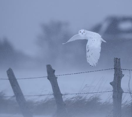 in the snow storm