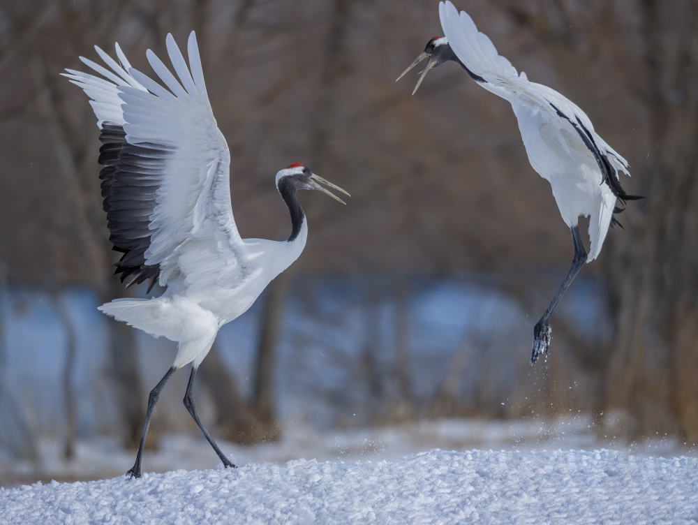 Lets jump! von Judy Tseng