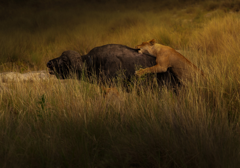 Lions Attack Buffalo von Judy Tseng