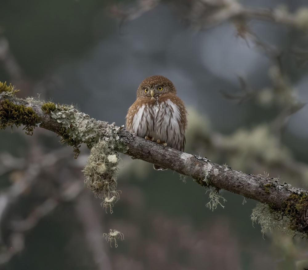 northern pygmy owl von Judy Tseng