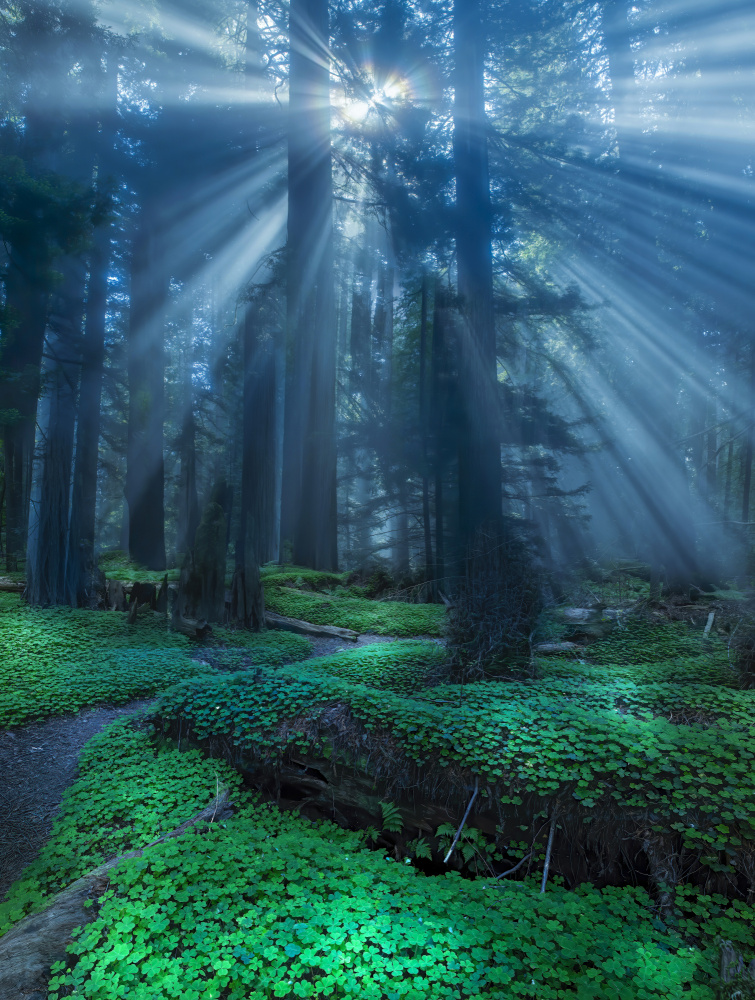 Redwood sorrel. von Judy Tseng