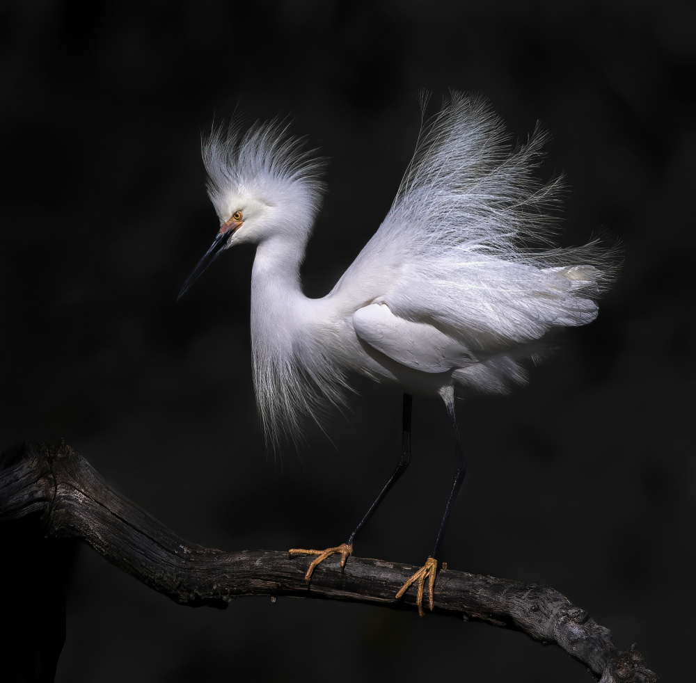 Snowy egret von Judy Tseng