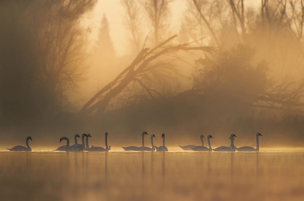 Swans community von Judy Tseng