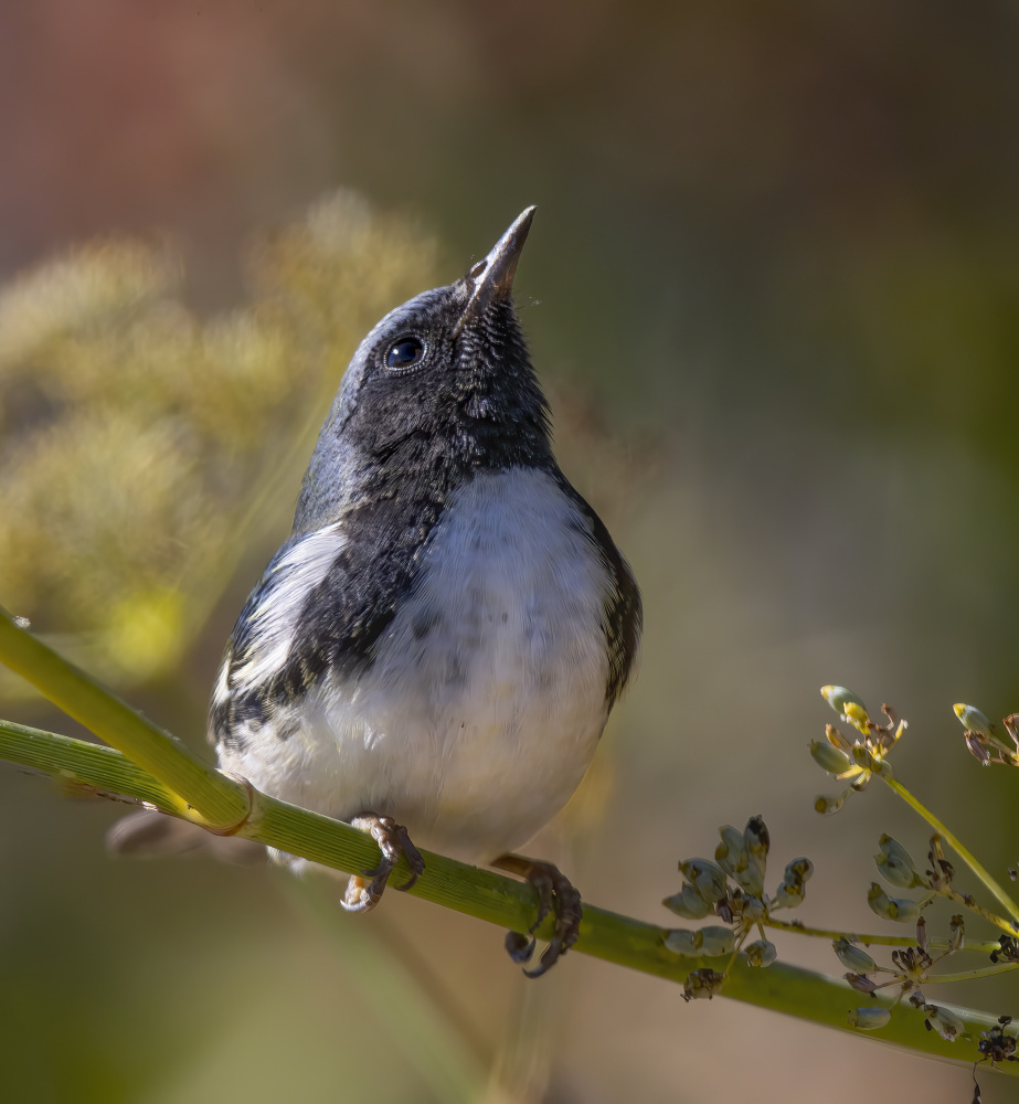 black-throated blue warbler von Judy Tseng