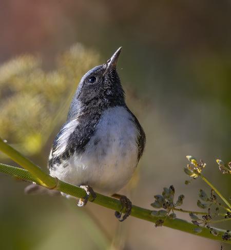 black-throated blue warbler