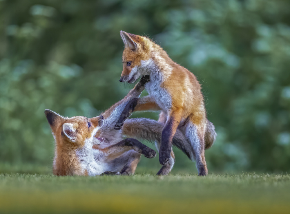 Game time von Judy Tseng