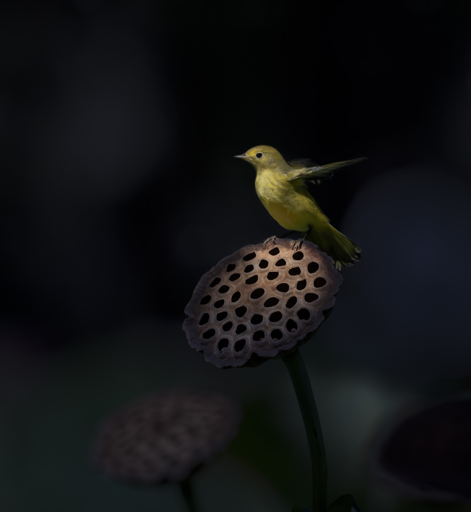 Stand on the lotus pod von Judy Tseng