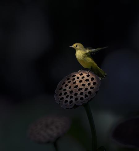 Stand on the lotus pod