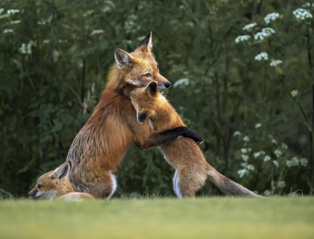 Sweet hug from mommy von Judy Tseng