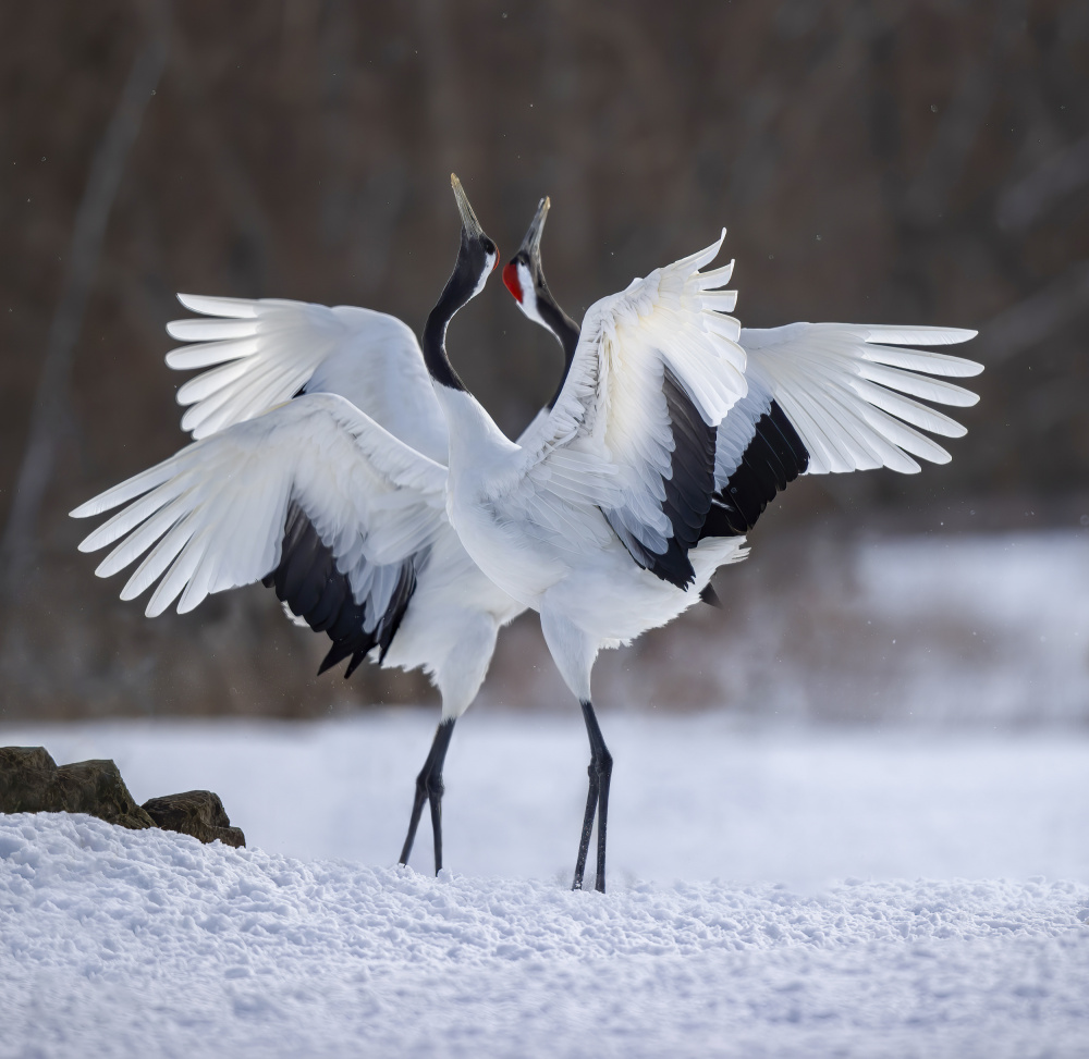 Red-crowned Crane dance von Judy Tseng