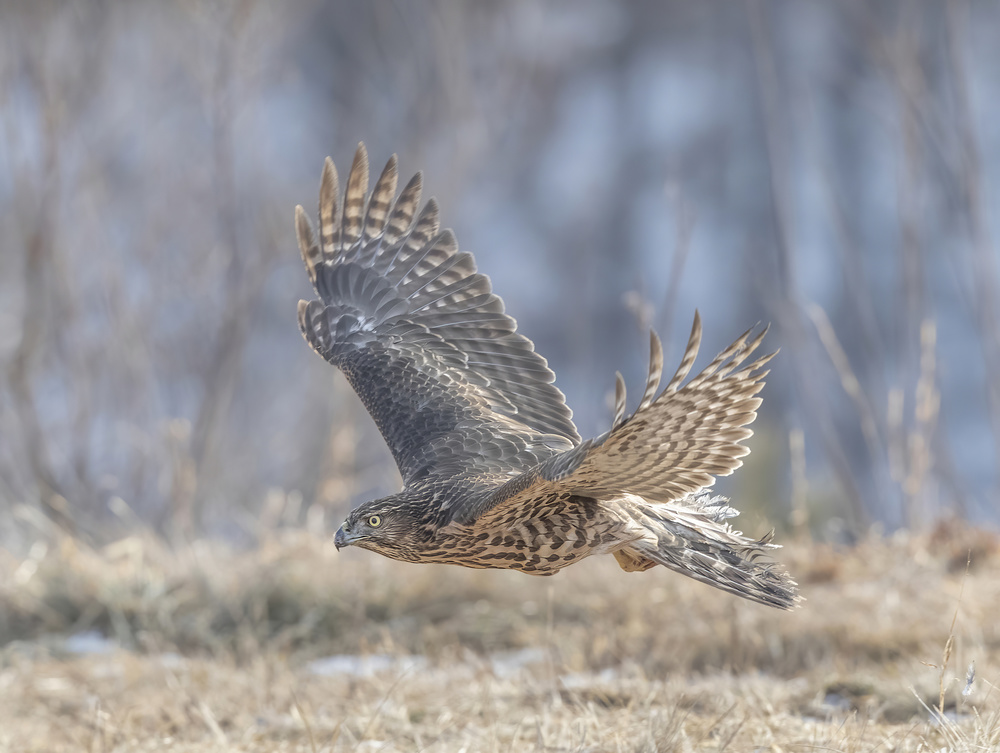 Low flying von Judy Tseng