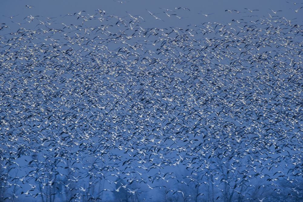 winter blossom von Judy Tseng