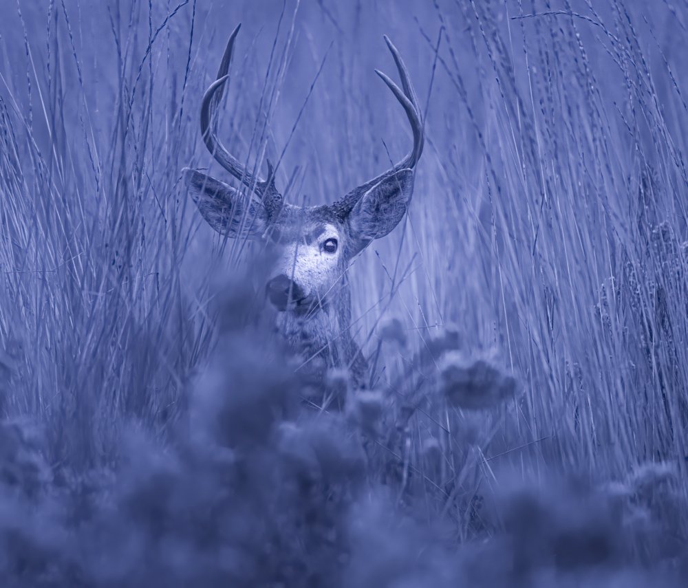 winter night von Judy Tseng