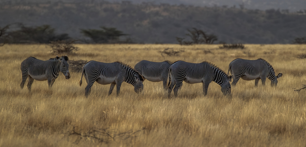 zebra crossing von Judy Tseng