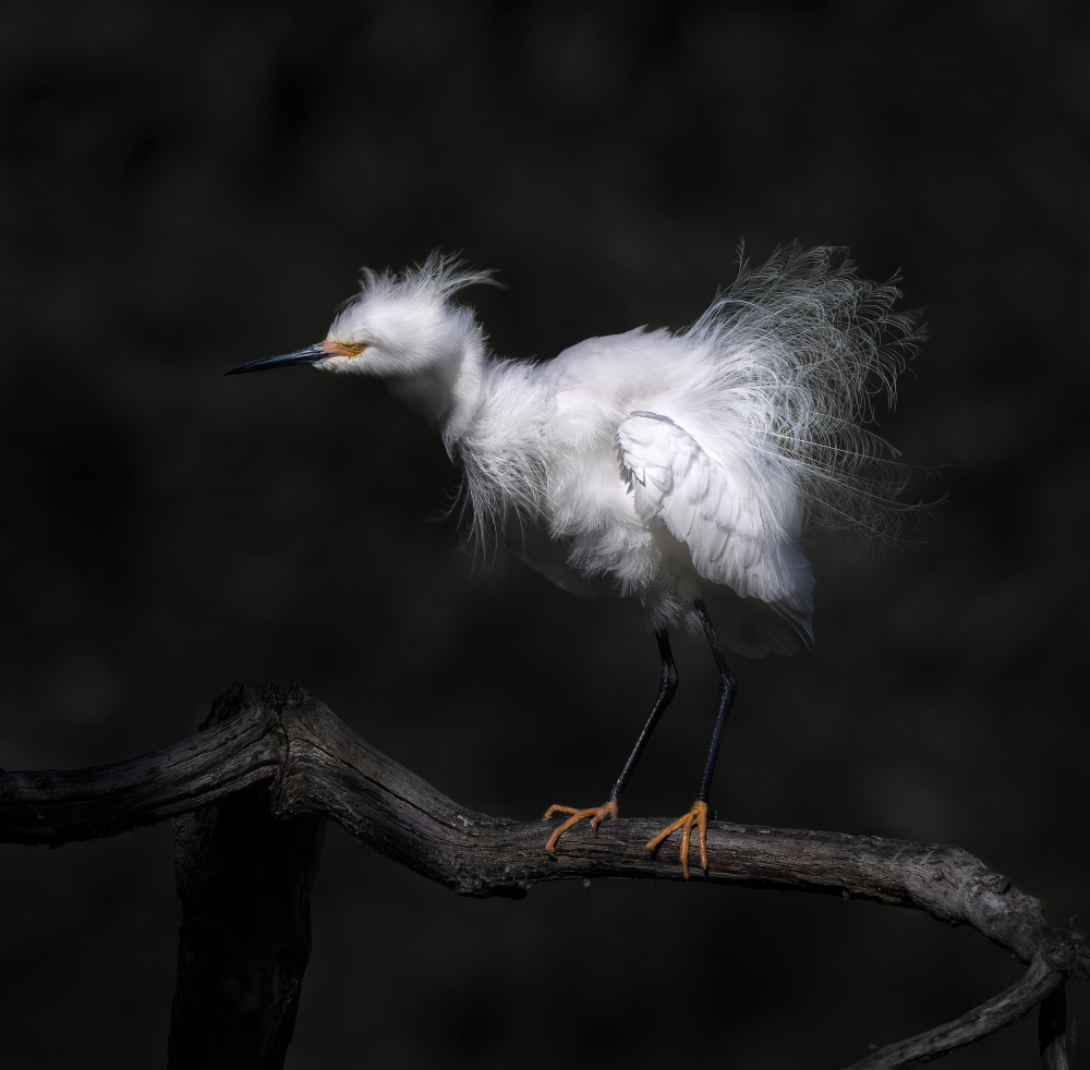 Show off breeding plumage von Judy Tseng