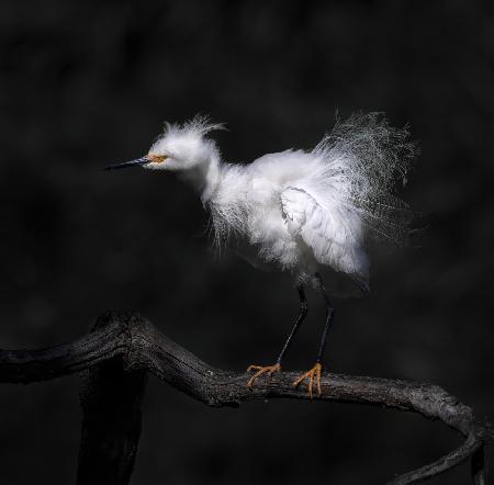 Show off breeding plumage