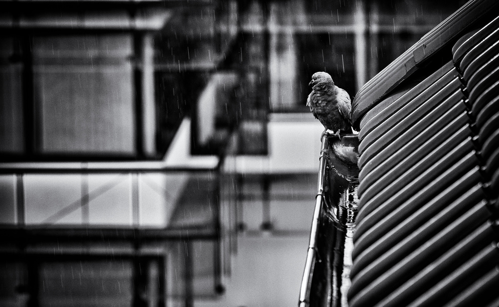 rainy day von Jürgen Hartlieb