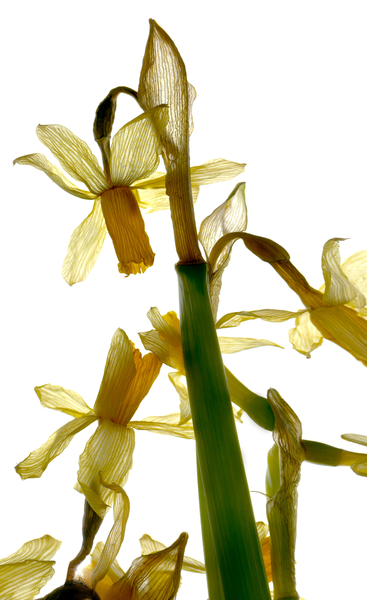 Daffodil Stand von Julia McLemore