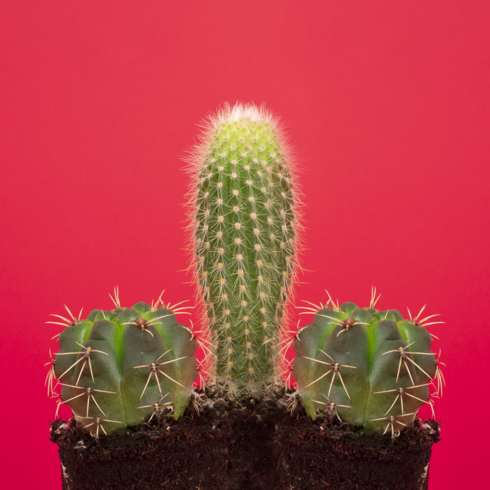 Pene Cactus von Julia Ramiro