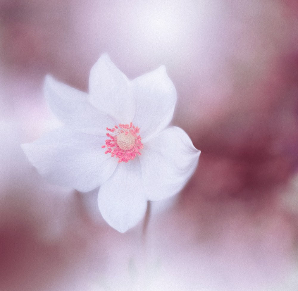 Eyes Wide Open.. von Juliana Nan