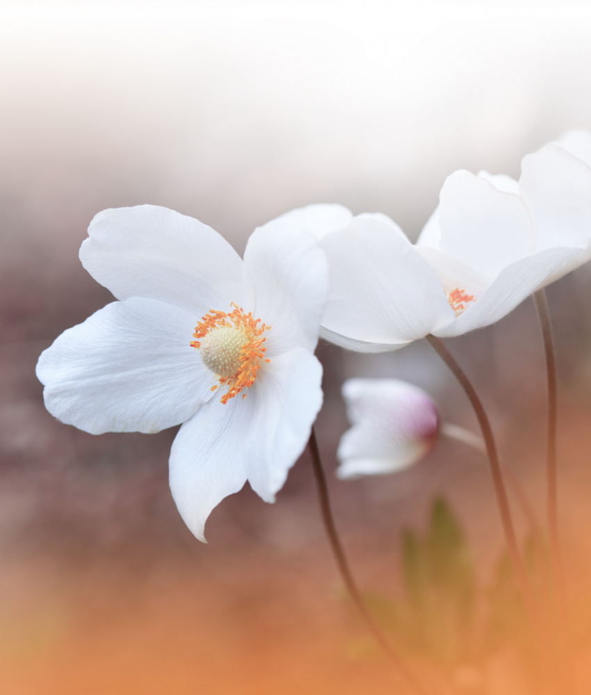 The Sound of Innocence.. von Juliana Nan