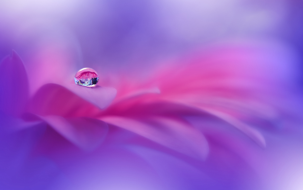 Celebration of Life..II von Juliana Nan