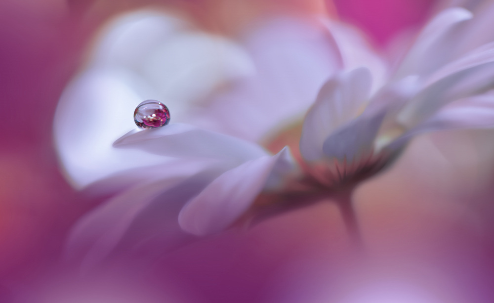 Celebration of Life..III von Juliana Nan