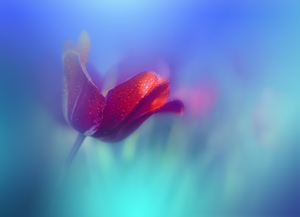 Springtime.. von Juliana Nan