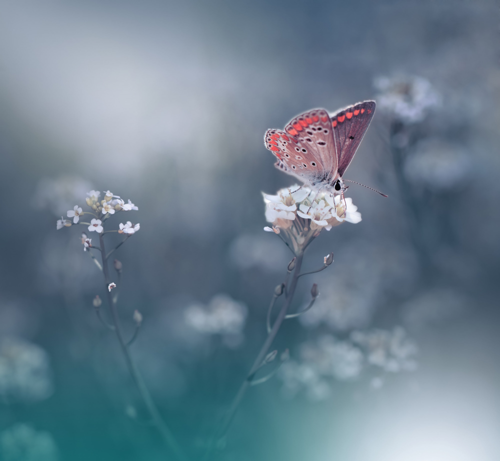 In a Moment of Time.. von Juliana Nan