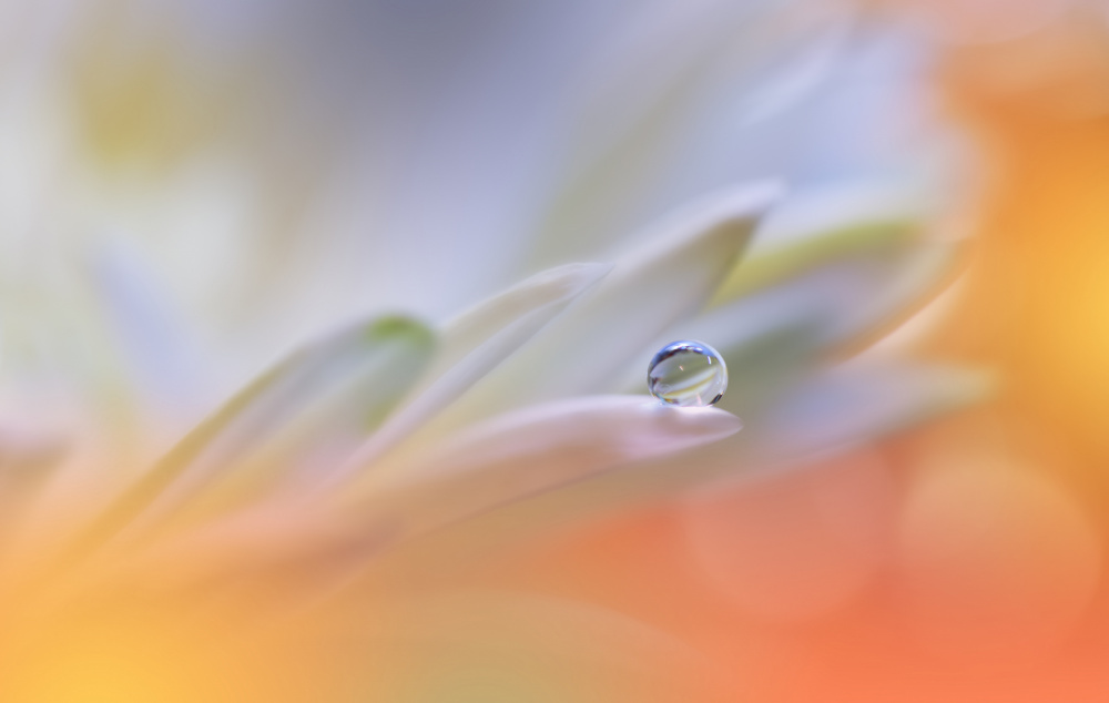 Little Wonders...II von Juliana Nan