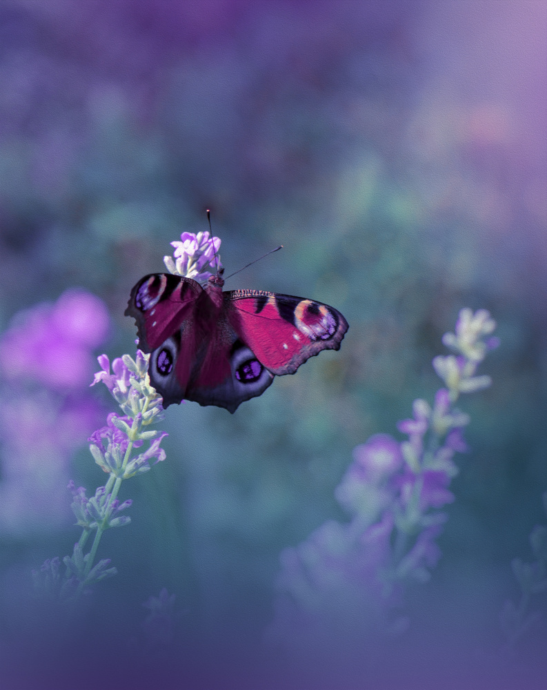 Queen of Flowers...III von Juliana Nan