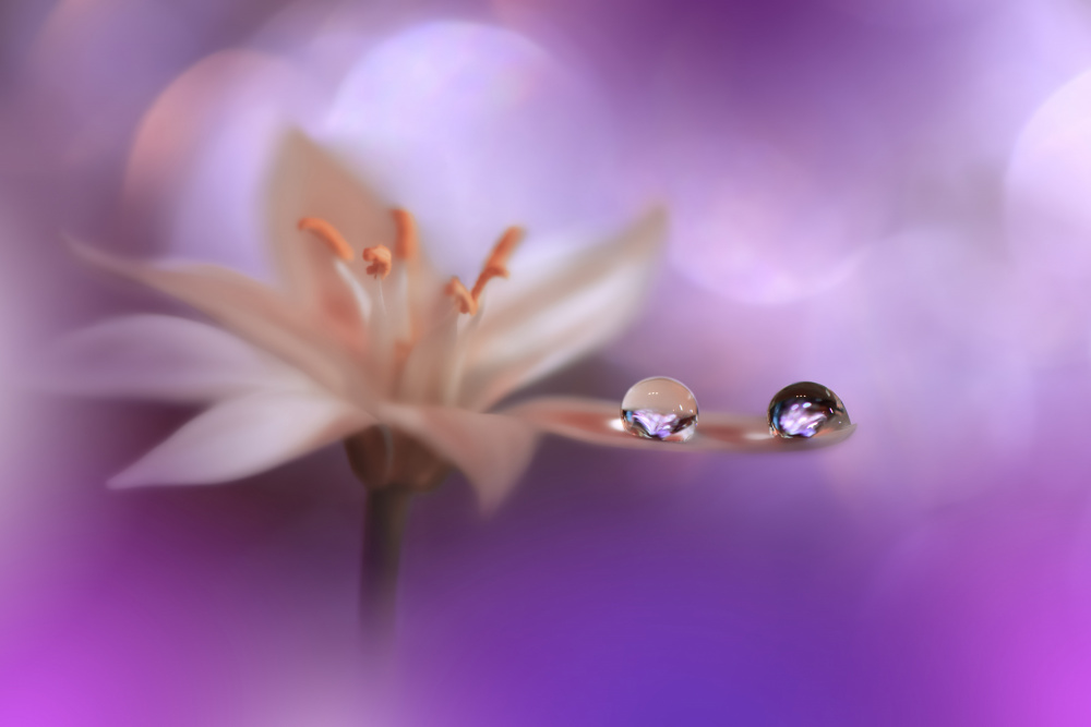 Purple Wind.. von Juliana Nan