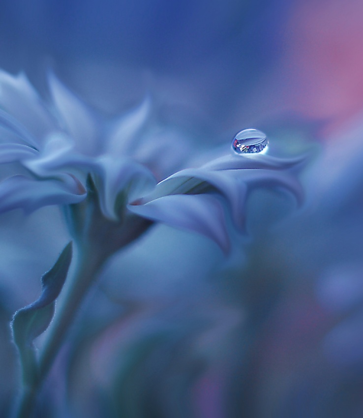 Metamorphosis... von Juliana Nan