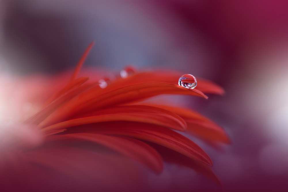 Red Passion... von Juliana Nan