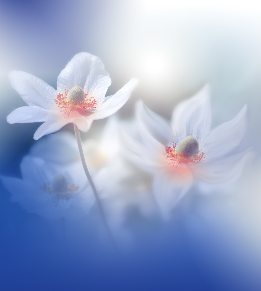 Dancers in My Mind.. von Juliana Nan