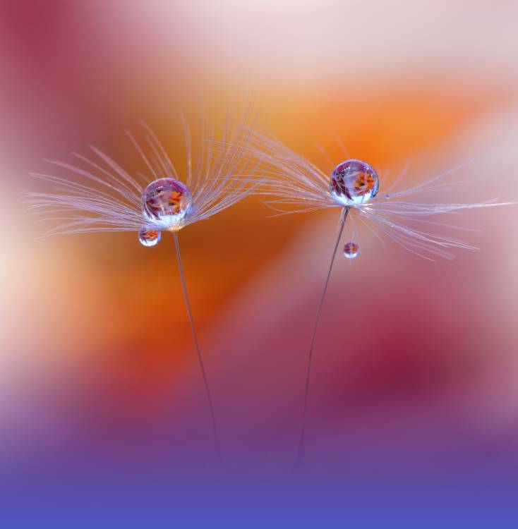 Two Worlds von Juliana Nan