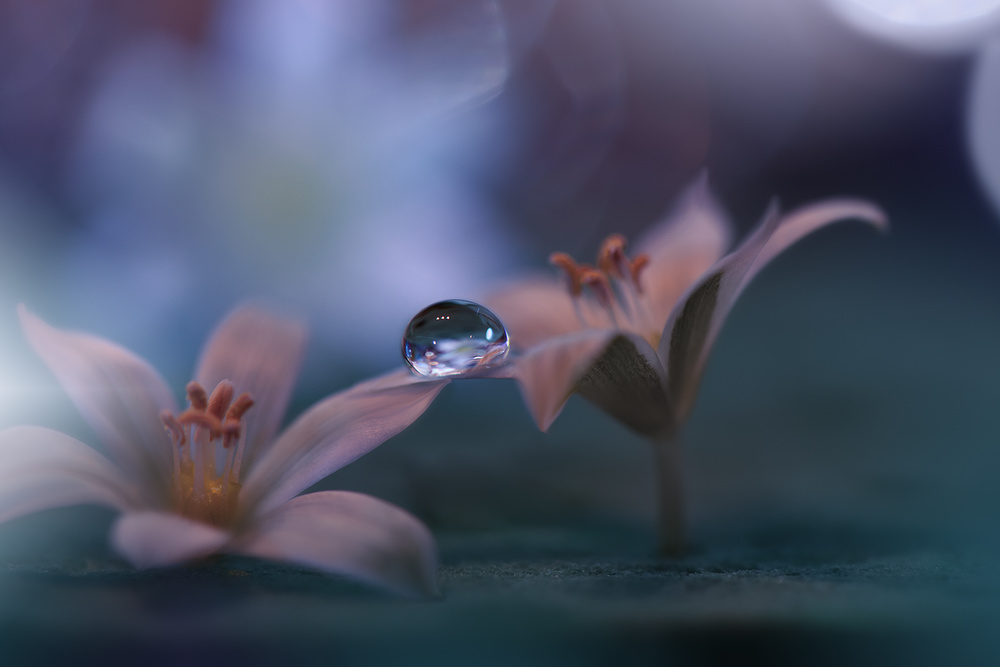 Immortal Love.. von Juliana Nan