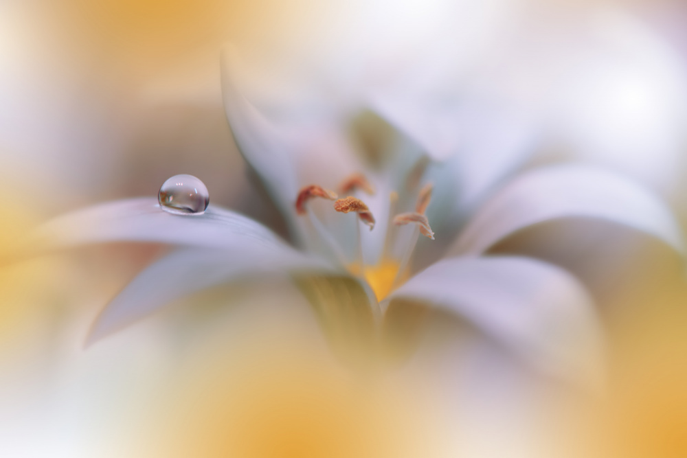 Miracle of Life.. von Juliana Nan