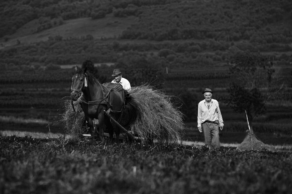 Harvest in July von Julien Oncete