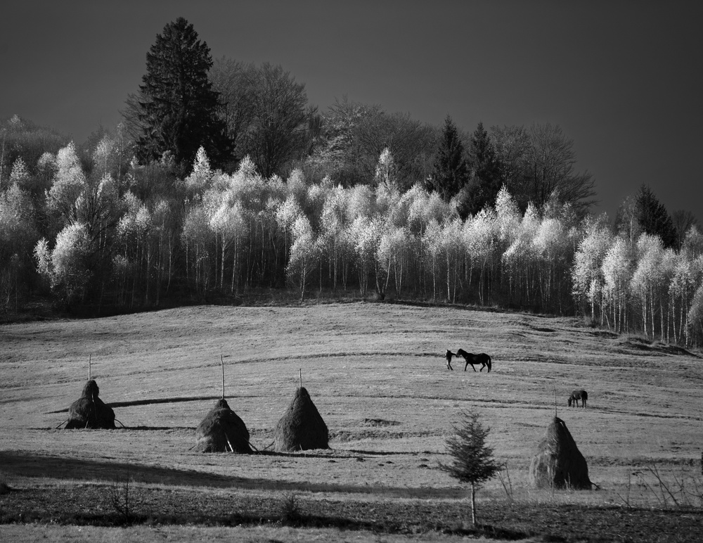 November fields von Julien Oncete