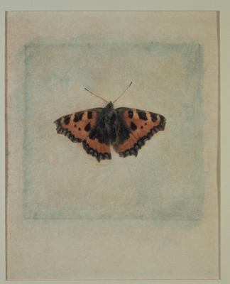 Butterfly von Julyan Rawlings