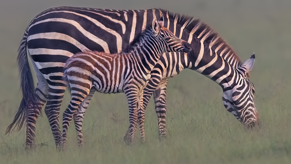 Baby Zebra von Jun Zuo