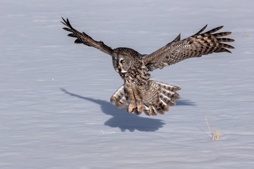 Great Grey Owl von Jun Zuo