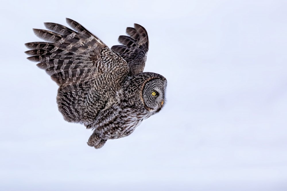 Great Grey Owl von Jun Zuo