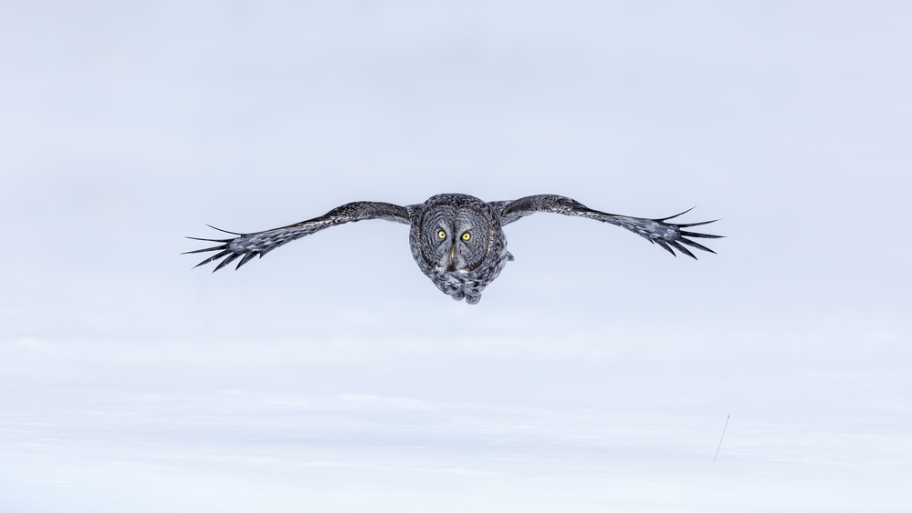 Great Grey Owl in Flight von Jun Zuo